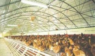 供應(yīng)畜用養(yǎng)殖大棚、大棚骨架及溫室制造