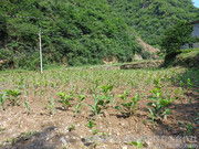 蠶繭里的金色希望 柞水縣杏坪鎮培達合作社的農副產品圖鑒